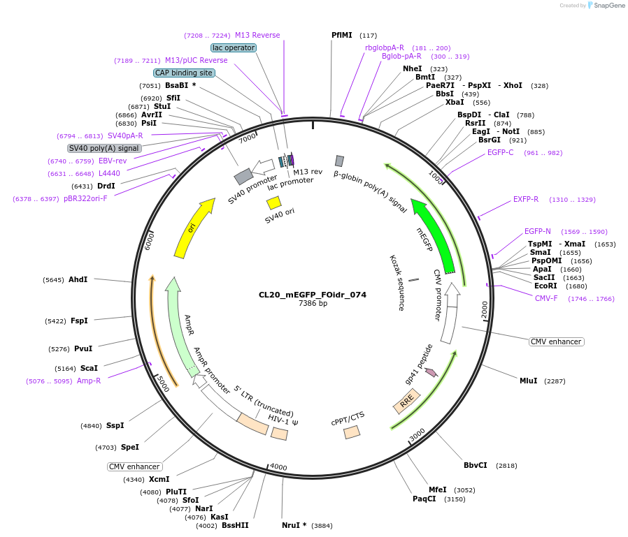 244626-plasmid-map-sequence-id-487983