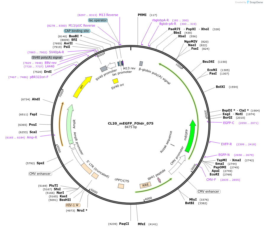 244627-plasmid-map-sequence-id-487984