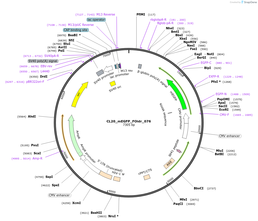 244628-plasmid-map-sequence-id-487985