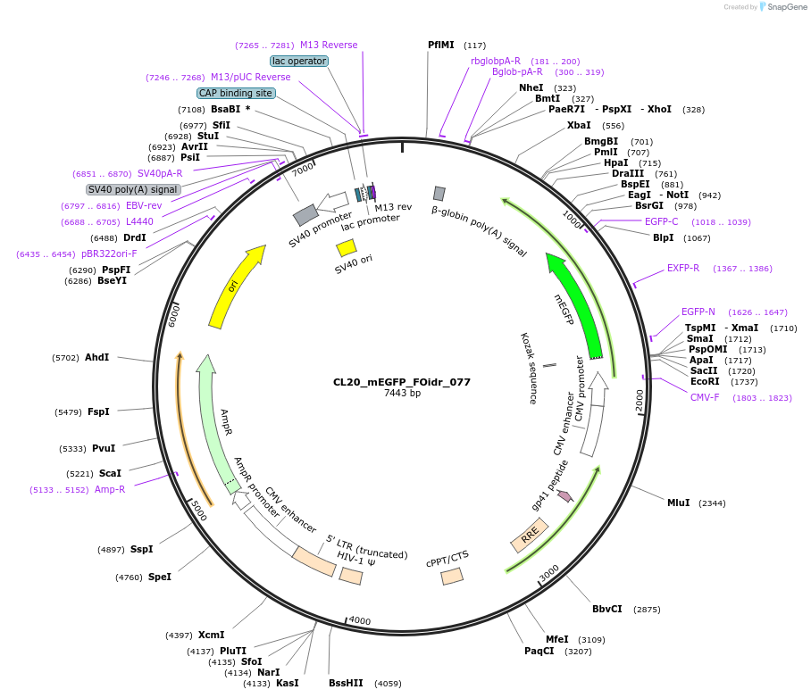 244629-plasmid-map-sequence-id-487986