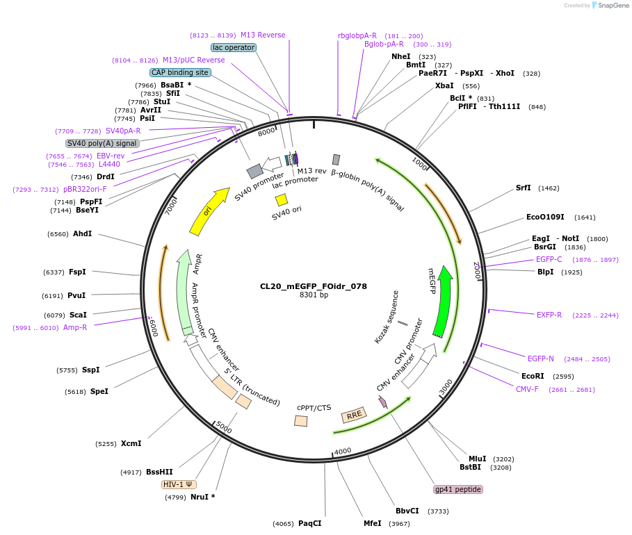 244630-plasmid-map-sequence-id-487987