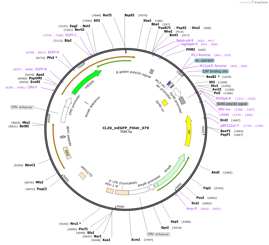 244631-plasmid-map-sequence-id-487988