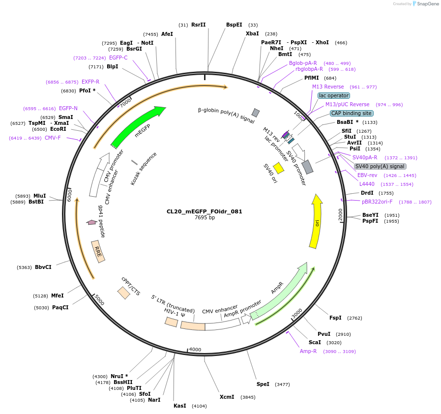 244633-plasmid-map-sequence-id-487989
