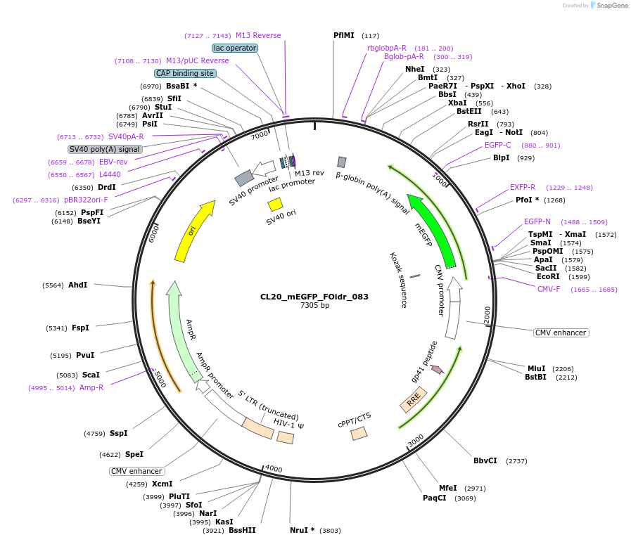 244635-plasmid-map-sequence-id-487990
