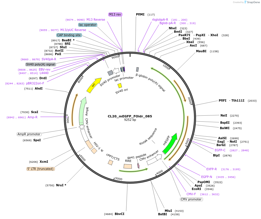 244637-plasmid-map-sequence-id-487992