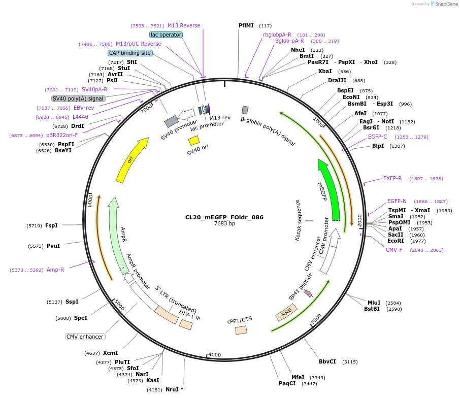 244638-plasmid-map-sequence-id-487993