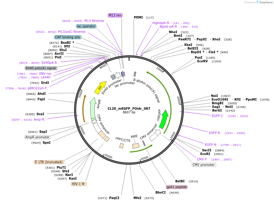 244639-plasmid-map-sequence-id-487994