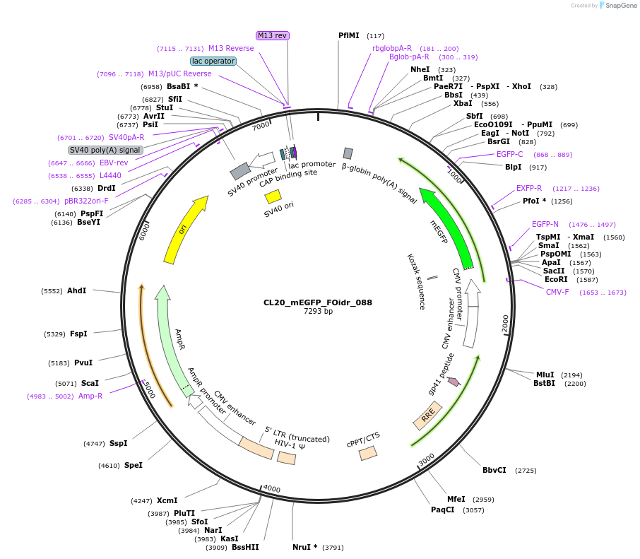 244640-plasmid-map-sequence-id-487995
