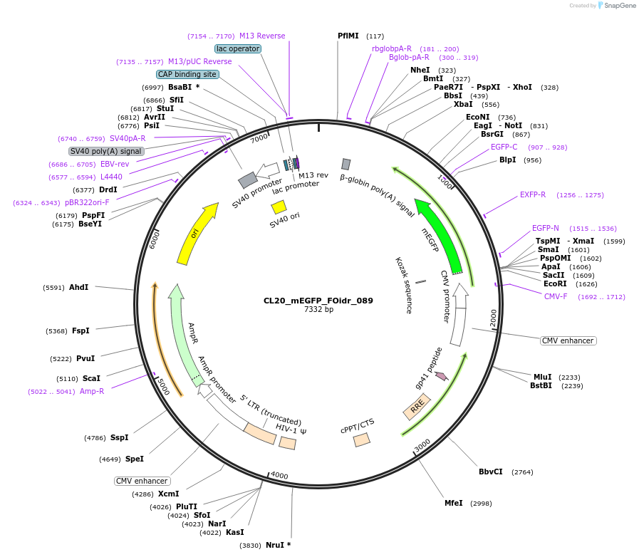 244641-plasmid-map-sequence-id-487996