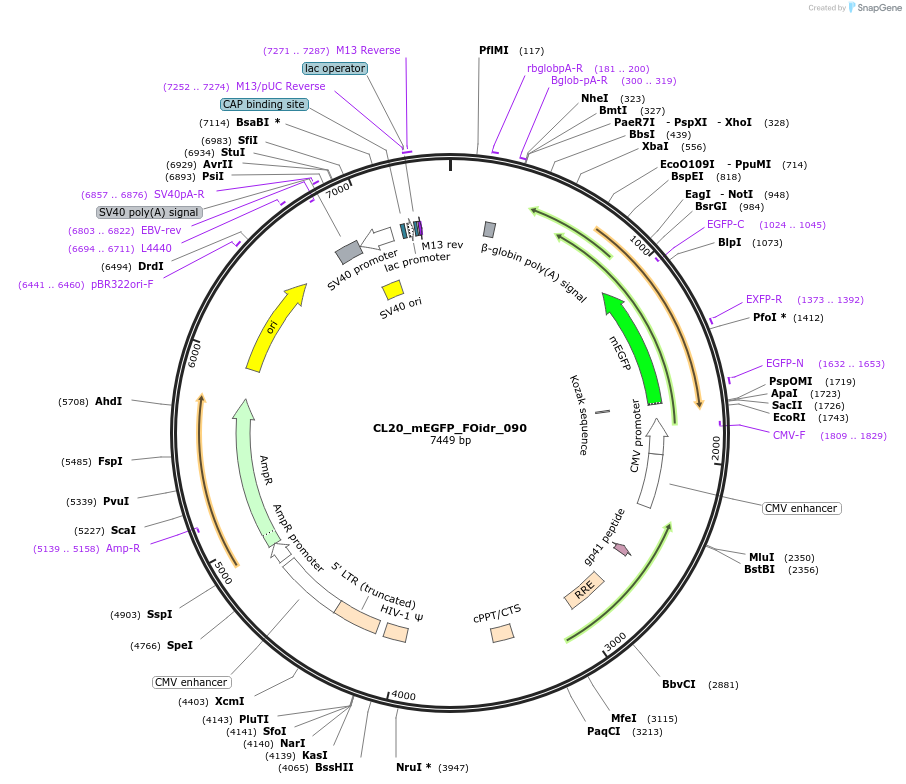244642-plasmid-map-sequence-id-487997