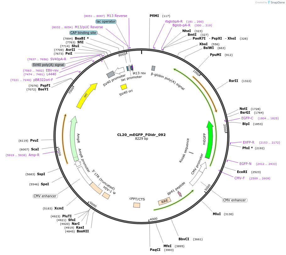 244644-plasmid-map-sequence-id-487998