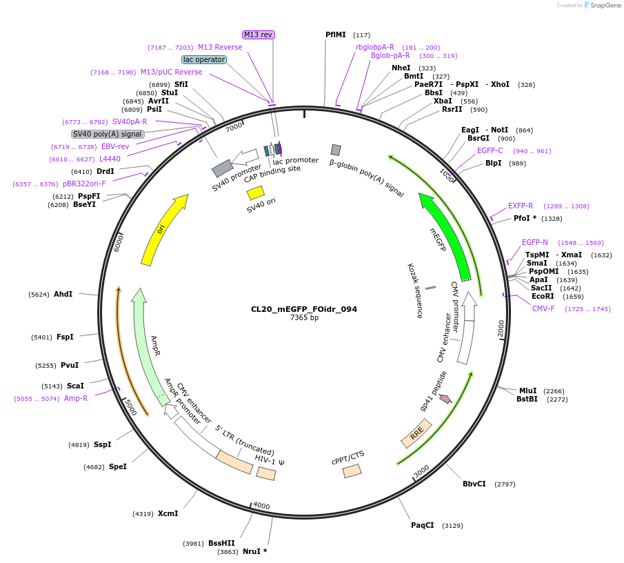 244646-plasmid-map-sequence-id-487999