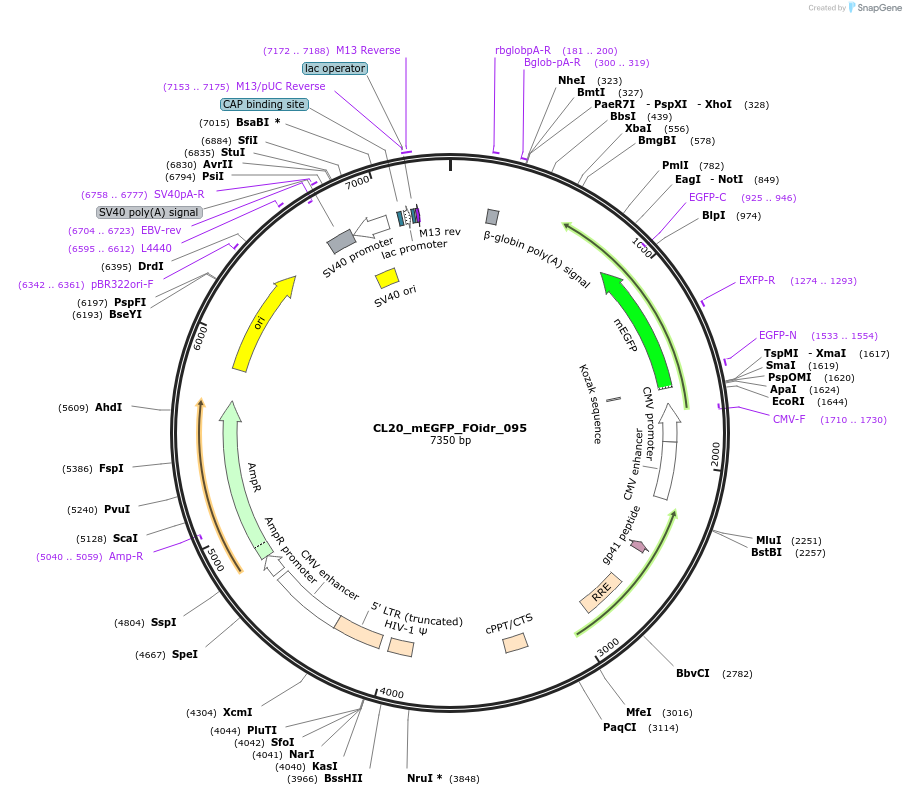 244647-plasmid-map-sequence-id-488000