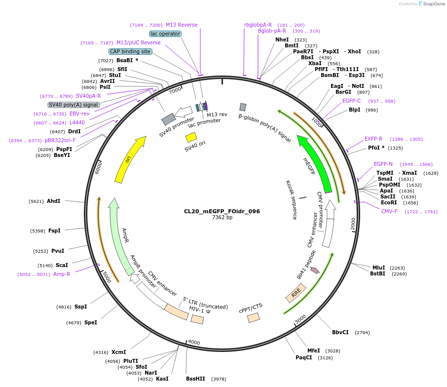 244648-plasmid-map-sequence-id-488001