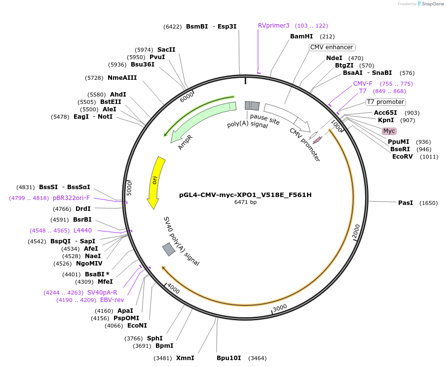 242470-plasmid-map-sequence-id-488003