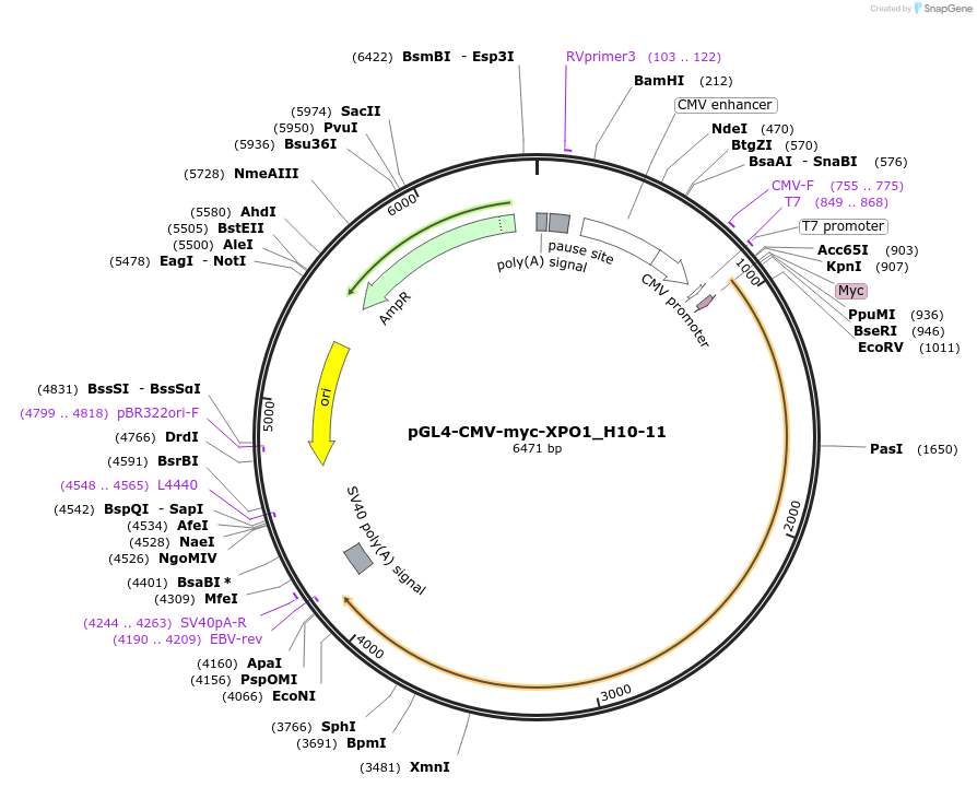 242471-plasmid-map-sequence-id-488004