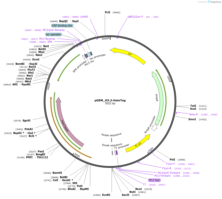 244240-plasmid-map-sequence-id-488011