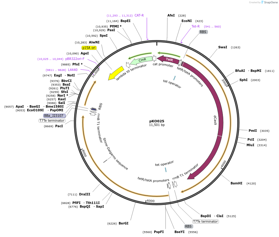 242913-plasmid-map-sequence-id-488014