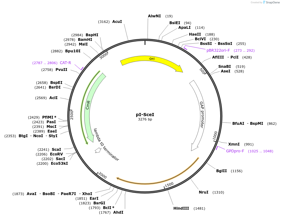 243802-plasmid-map-sequence-id-488015