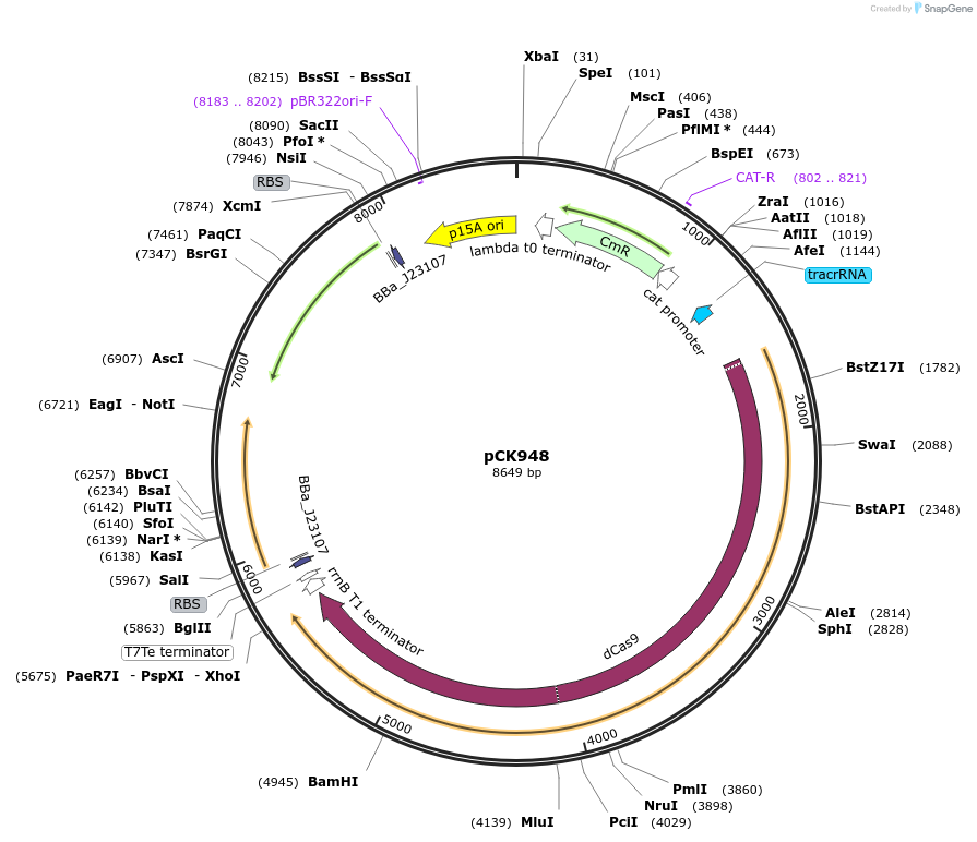 242917-plasmid-map-sequence-id-488018
