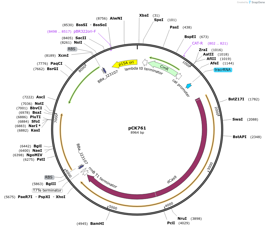 242916-plasmid-map-sequence-id-488019