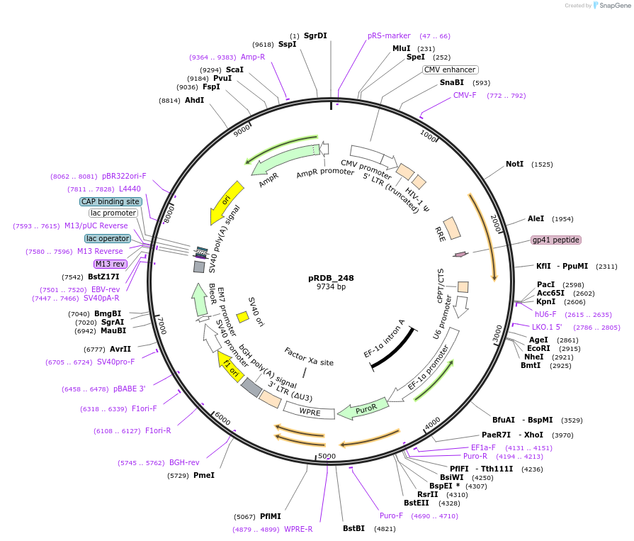 245335-plasmid-map-sequence-id-488021