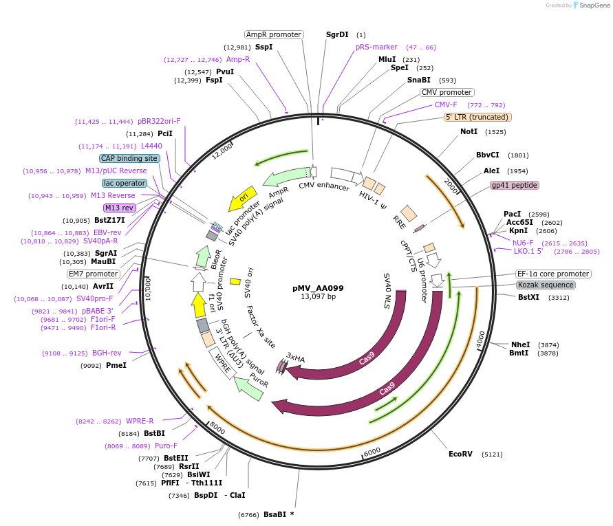 245321-plasmid-map-sequence-id-488022