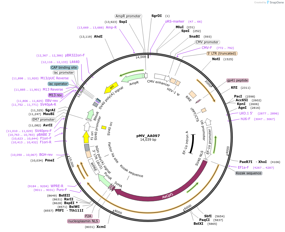 245319-plasmid-map-sequence-id-488024