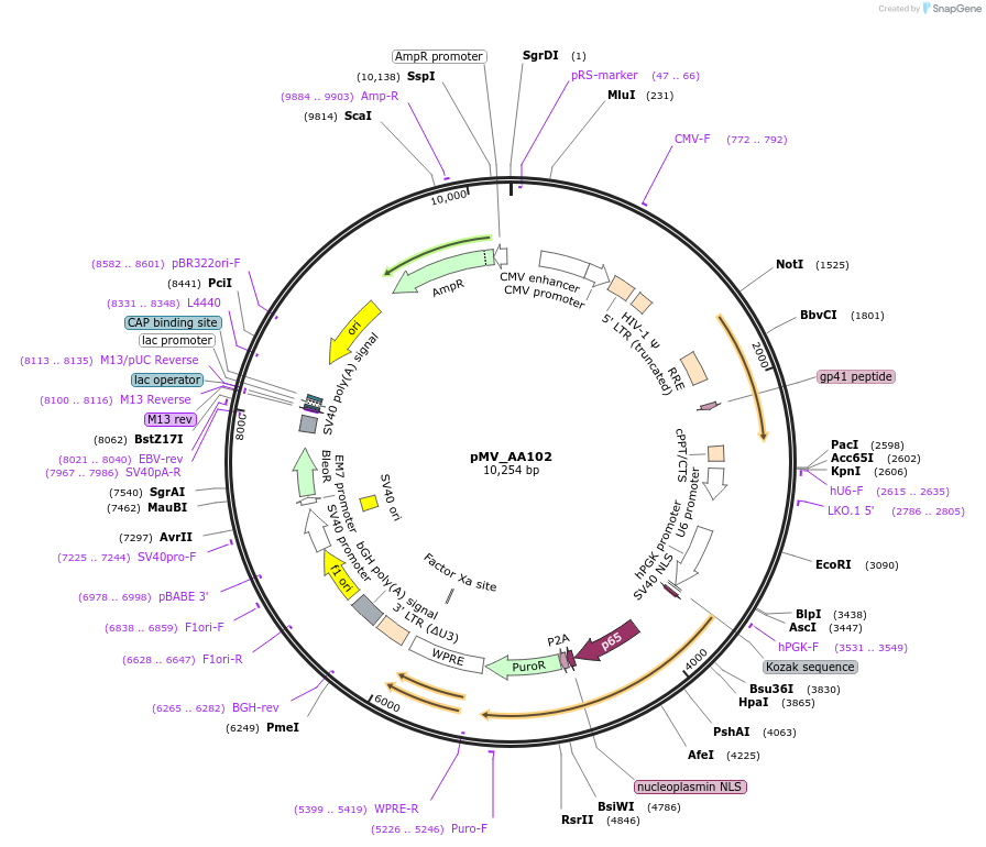 245324-plasmid-map-sequence-id-488026