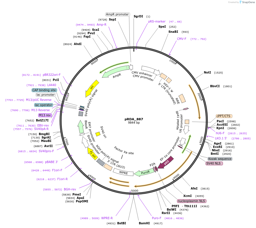 245329-plasmid-map-sequence-id-488027