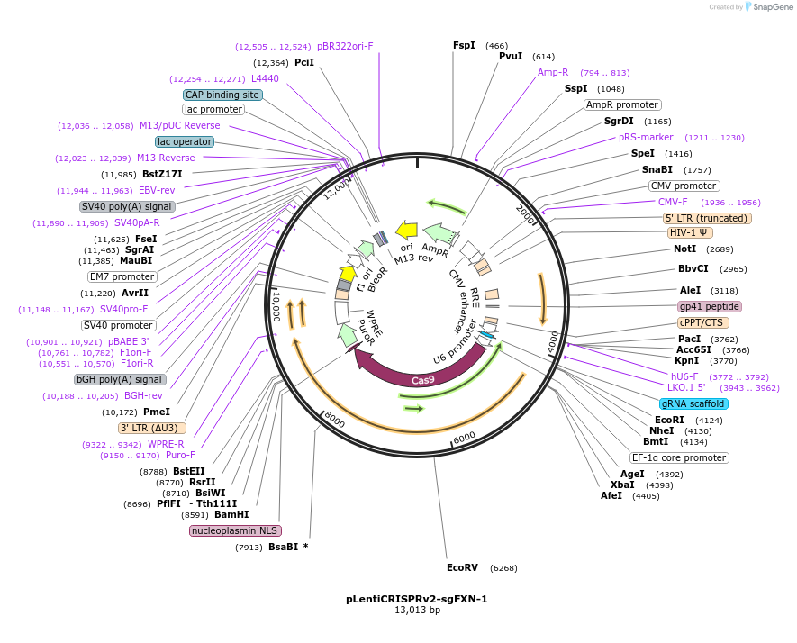 246017-plasmid-map-sequence-id-488028