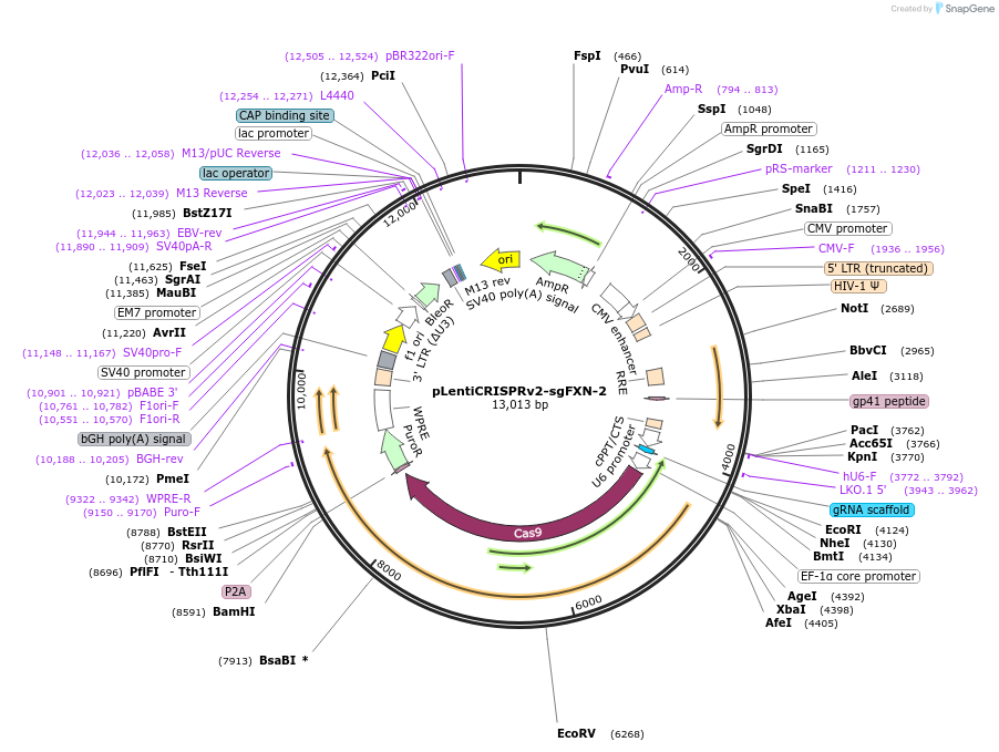 246018-plasmid-map-sequence-id-488029