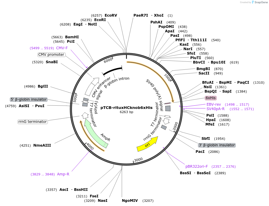 237371-plasmid-map-sequence-id-488030