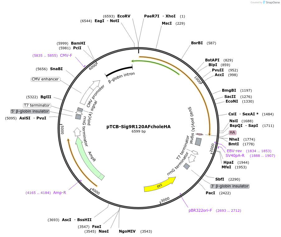 237369-plasmid-map-sequence-id-488031
