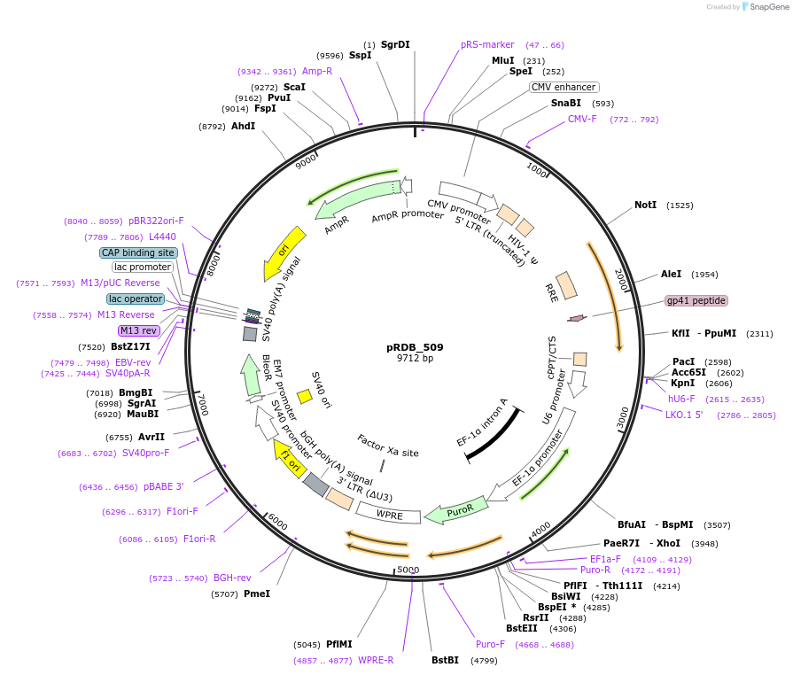 245336-plasmid-map-sequence-id-488033