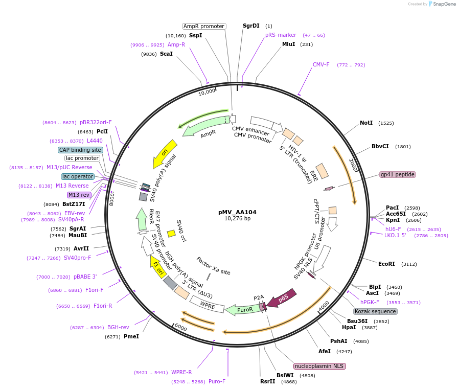 245326-plasmid-map-sequence-id-488034