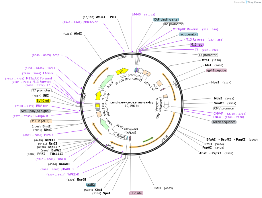 245724-plasmid-map-sequence-id-488035