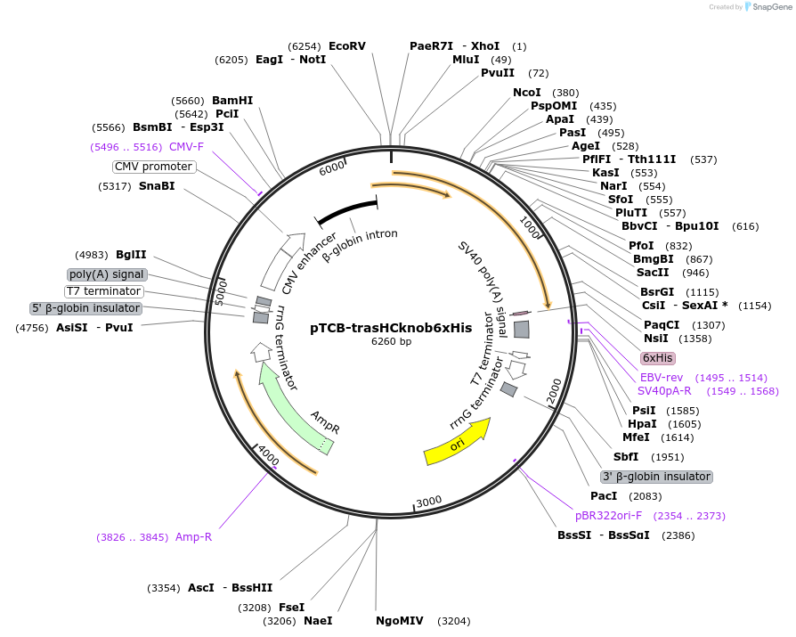 237364-plasmid-map-sequence-id-488036