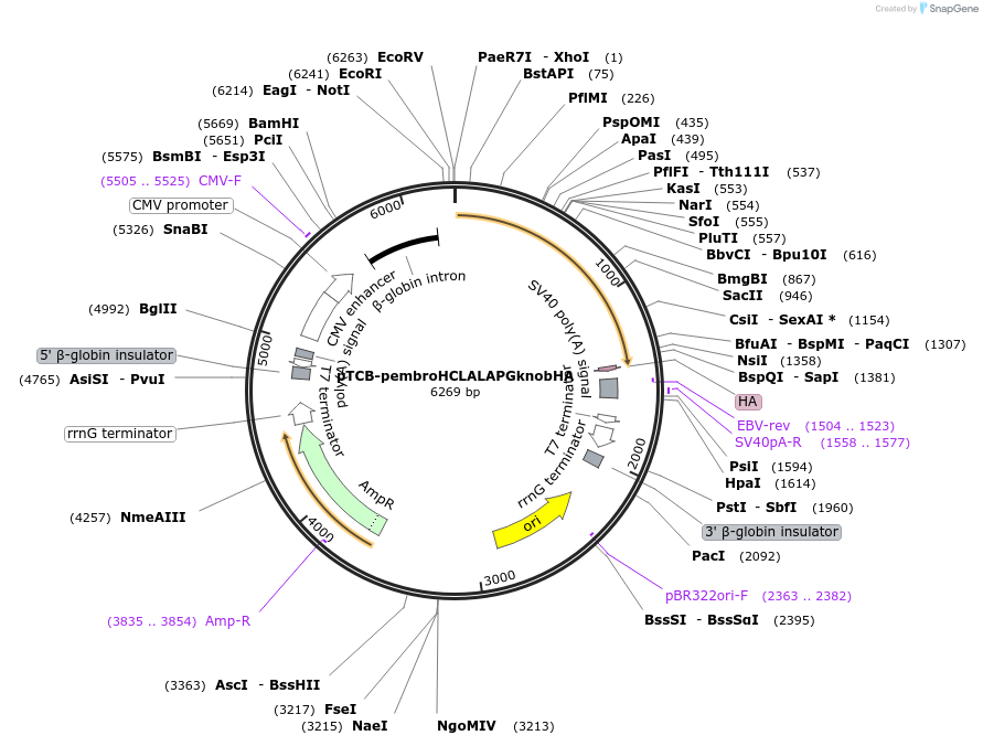 237379-plasmid-map-sequence-id-488037