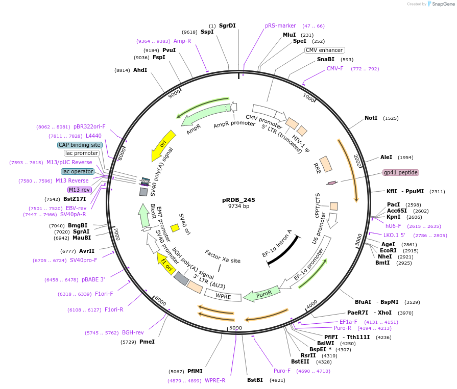 245332-plasmid-map-sequence-id-488043