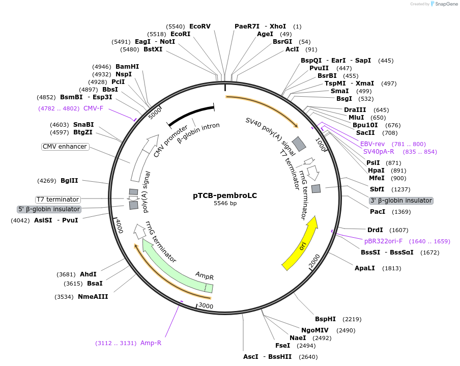 237380-plasmid-map-sequence-id-488045