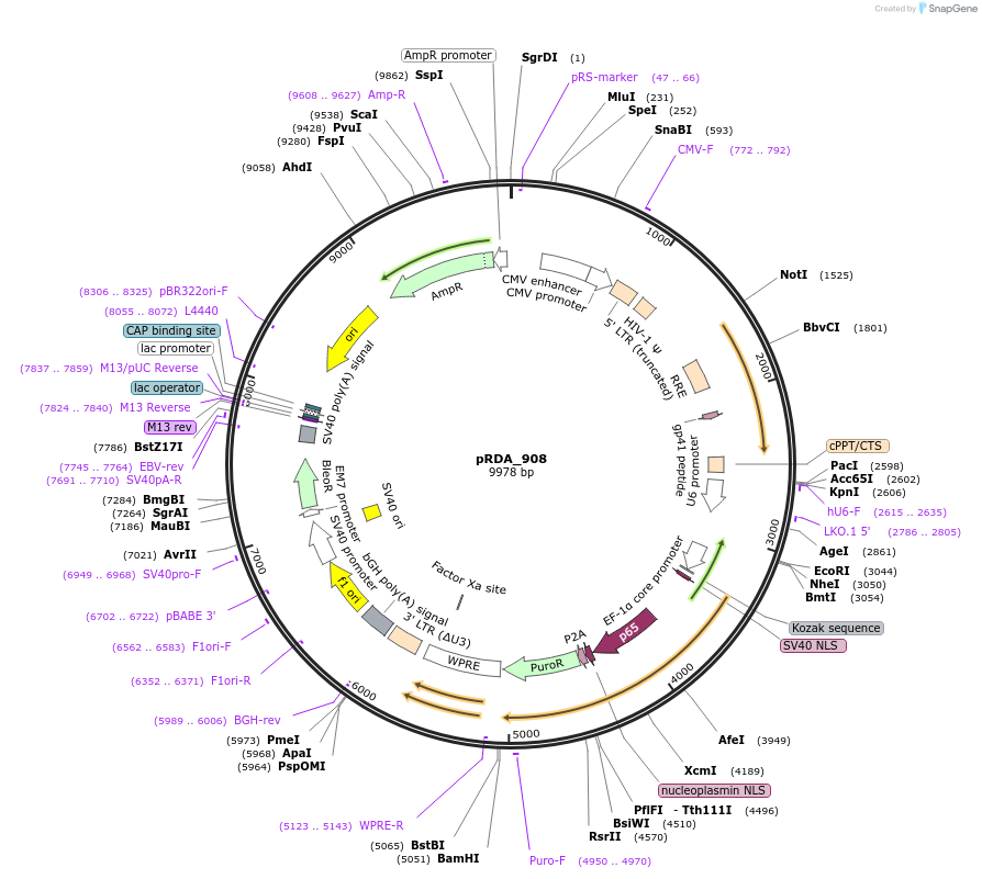 245330-plasmid-map-sequence-id-488046