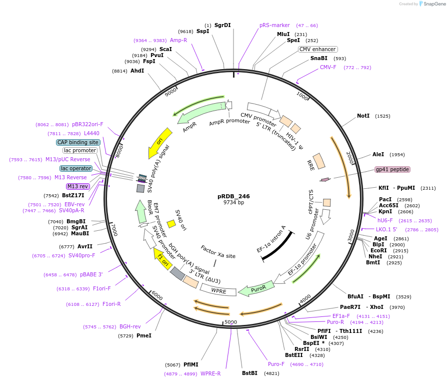 245333-plasmid-map-sequence-id-488048
