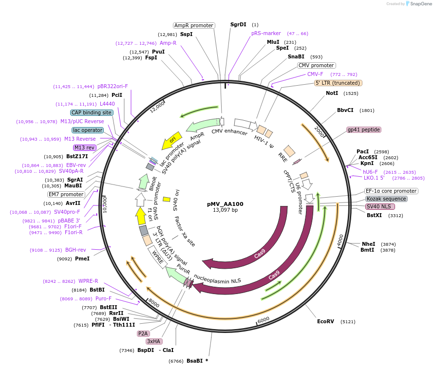 245322-plasmid-map-sequence-id-488050