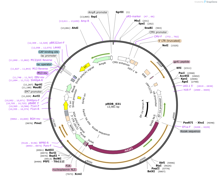 245331-plasmid-map-sequence-id-488051