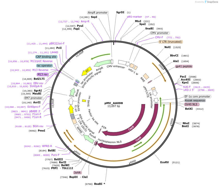 245320-plasmid-map-sequence-id-488052