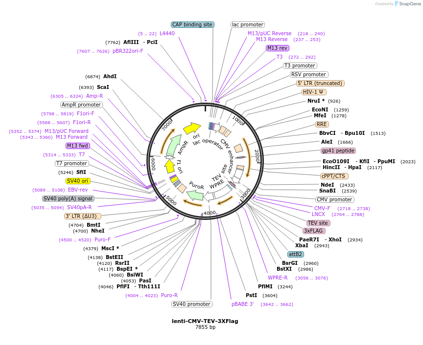 245730-plasmid-map-sequence-id-488053