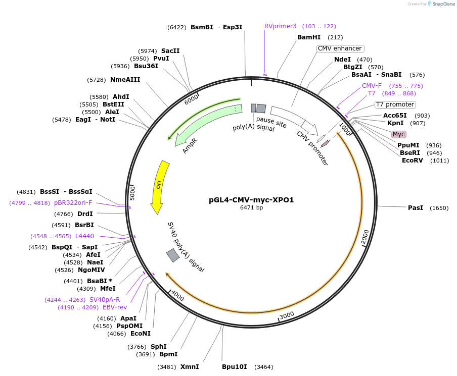 242469-plasmid-map-sequence-id-488055