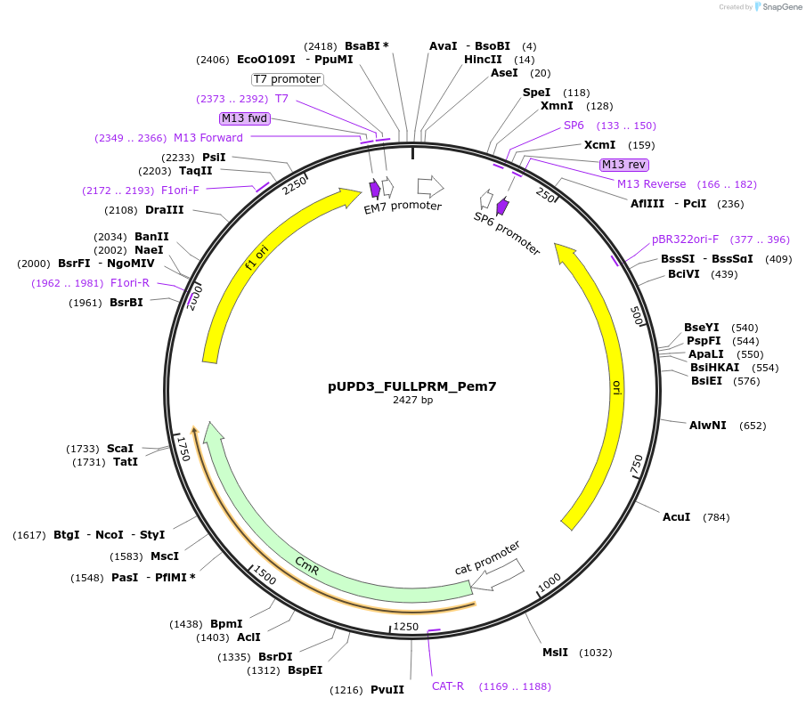 243908-plasmid-map-sequence-id-488089
