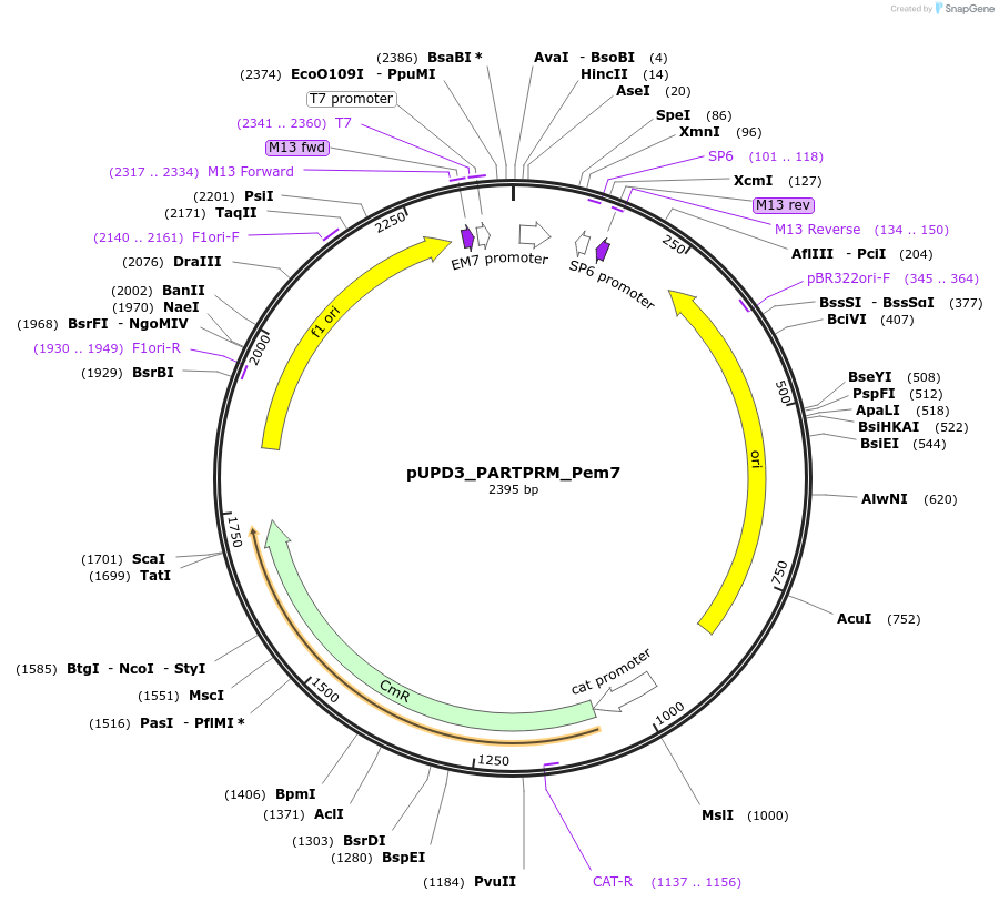 243919-plasmid-map-sequence-id-488100